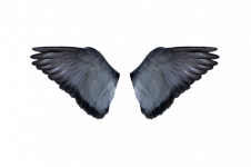 自由的翅膀 - 关于自由的作文750字