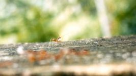 自大的蚂蚁 - 每日一记250字