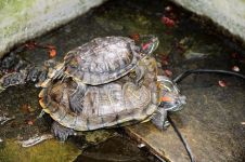 观察日记——巴西龟