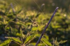 蜘蛛和蚊子 - 观察日记300字