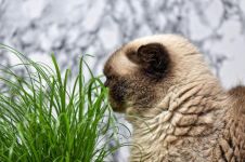 猫吃草