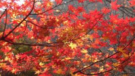 我爱秋天的树叶 作文500字