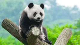 可爱的大熊猫 作文200字