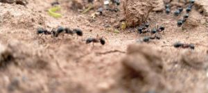观察蚂蚁生活日记400字