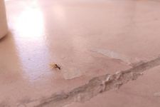 勤劳的蚂蚁和懒惰的蟋蟀