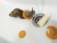 课余生活的日记：观察有趣的蜗牛