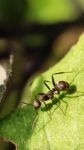 蚂蚁与交流仪