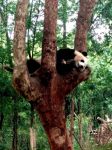 “熊猫”领跑