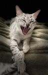 读《笑猫日记之笑猫的奇幻之旅》有感