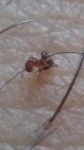 优秀的动物观察日记:环城公园的小蚂蚁
