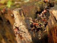 蚂蚁吃食物