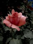 美丽的玫瑰花