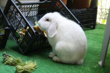 日记：小白兔请客