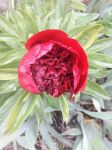 “红领巾”寻访美丽芍药园