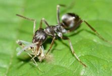 蚂蚁的信息交流