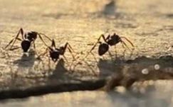 蚂蚁观察日记汇编15篇