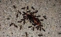 有关蚂蚁的日记8篇