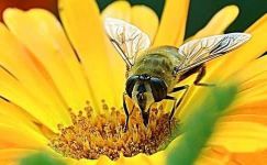 关于观察蜜蜂的日记