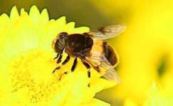 蜜蜂的观察日记