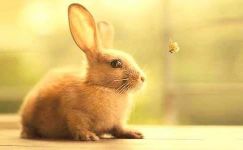 兔子观察日记