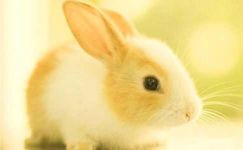 有关小兔子日记集锦5篇