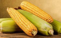 关于收玉米的日记（通用36篇）