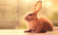 友善的小兔子日记