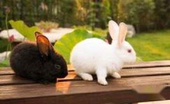 日记：帮舍友照顾兔子的日子
