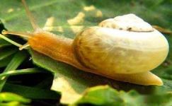 关于小蜗牛观察小学日记