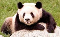 游览熊猫世界日记