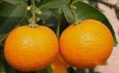 橘子植物观察日记