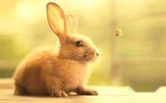 兔子的心思暑假日记