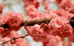 观赏樱花日记