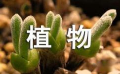 观察植物黄豆日记6篇