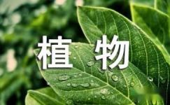 【必备】观察植物日记范文集锦七篇