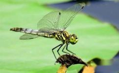 关于观察蜻蜓的日记（通用5篇）